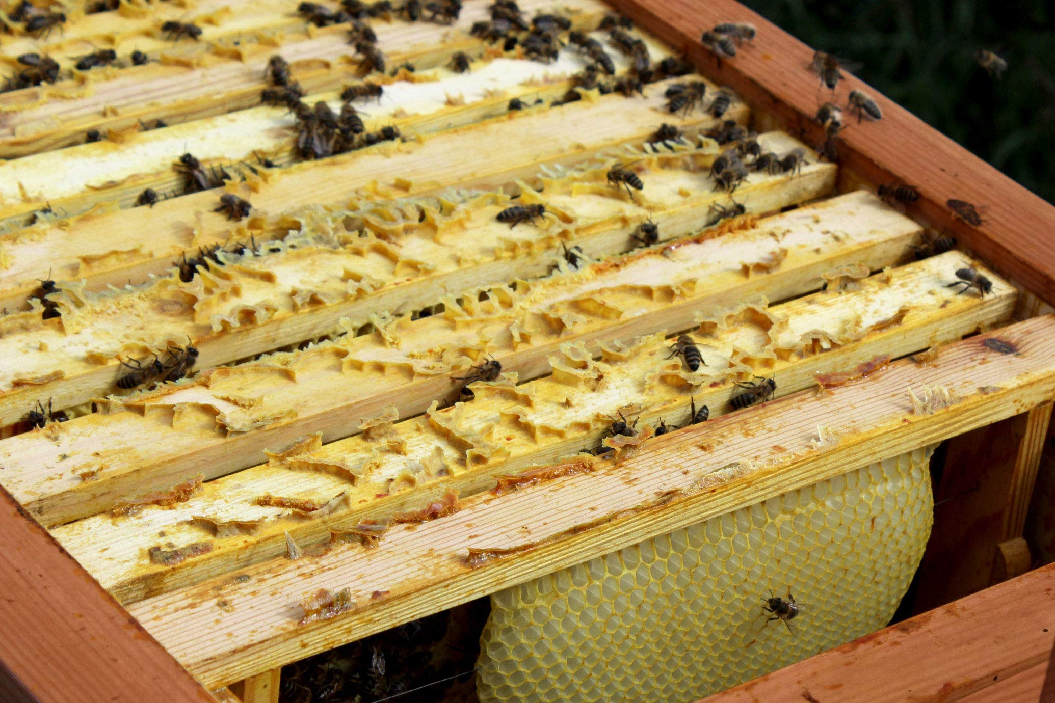 LUXUS-INSEKTENHOTELS Einraumbeute Massivholz Hobby-Imkerei - Honig-Bienen halten - Wesensgemäße Bienenhaltung für die eigene Honigernte - Imkerzubehör - 87 x 55 x 99 cm - Braun
