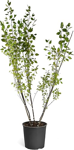 Brighter Blooms - Árbol de abedul del río Duraheat - Espectacular árbol que florece en veranos calurosos (4-5 pies)