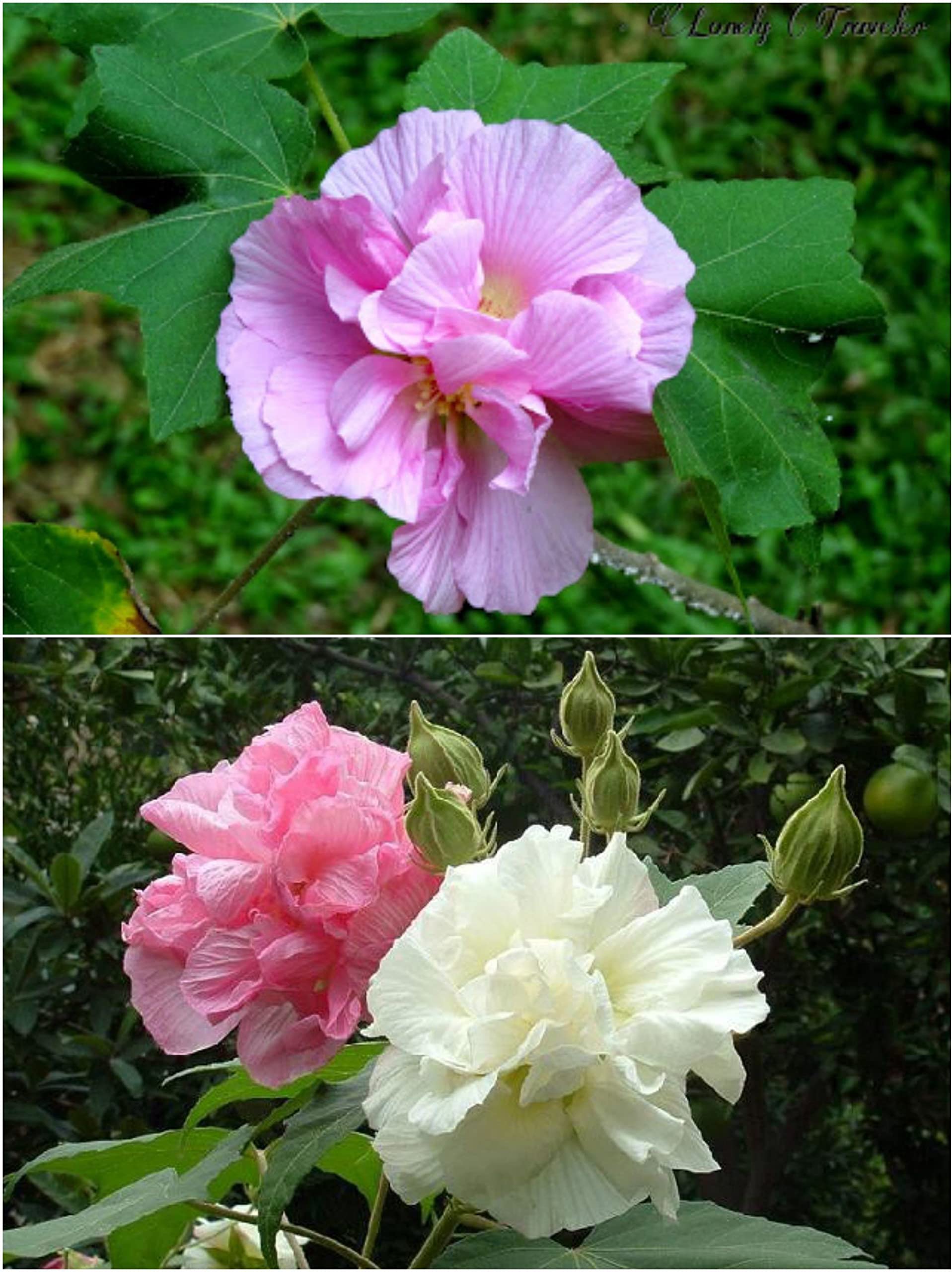 Platone_Rare Land Lotus Double Petal Flower Live Plant_One Healthy Plant In a Plastic Bag_xspl-M045 (B0B4DCKSSJ) Amazon Price History, Amazon Price Tracker
