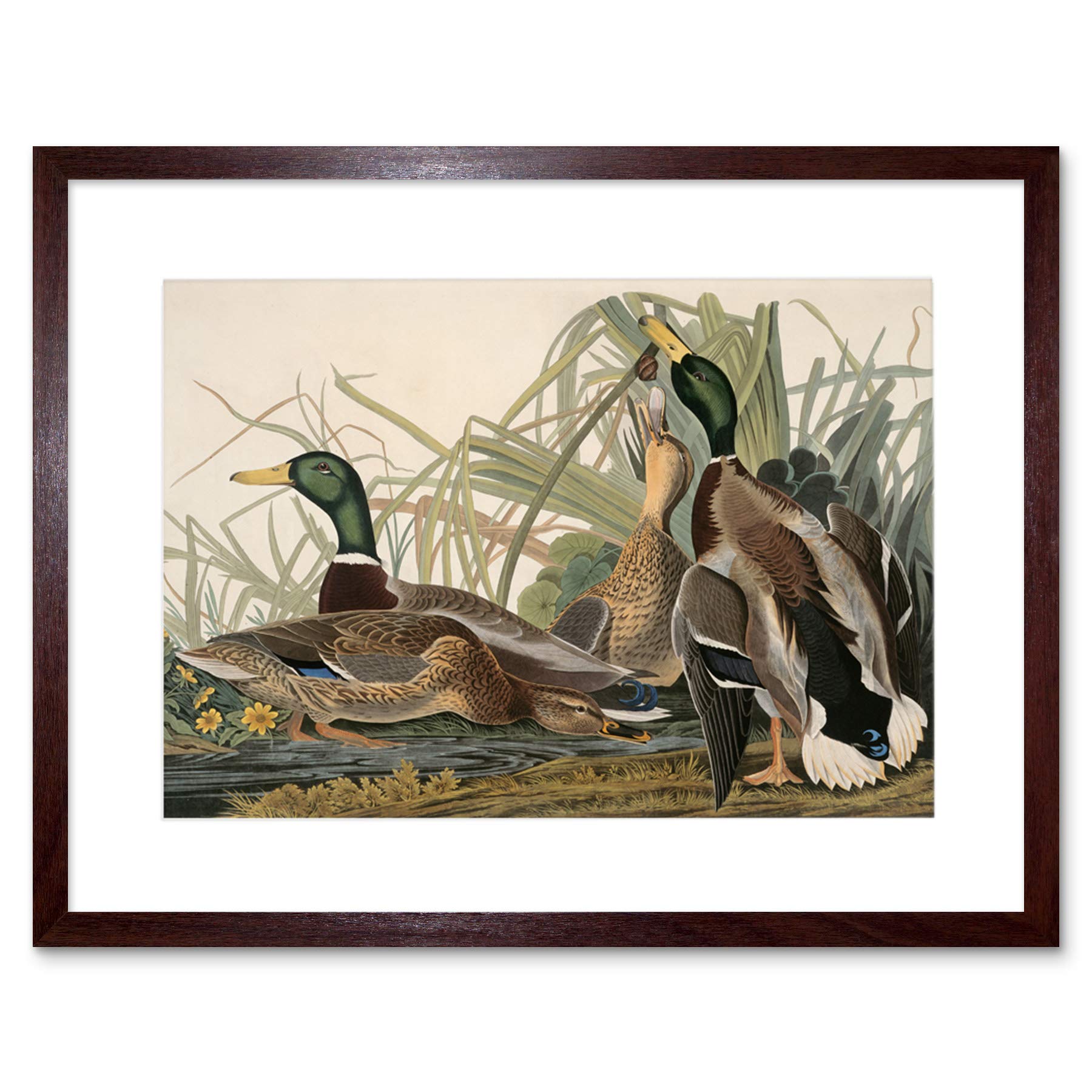 Wee Blue Coo Painting Bird Audubon Mallard Duck Framed Wall Art Print