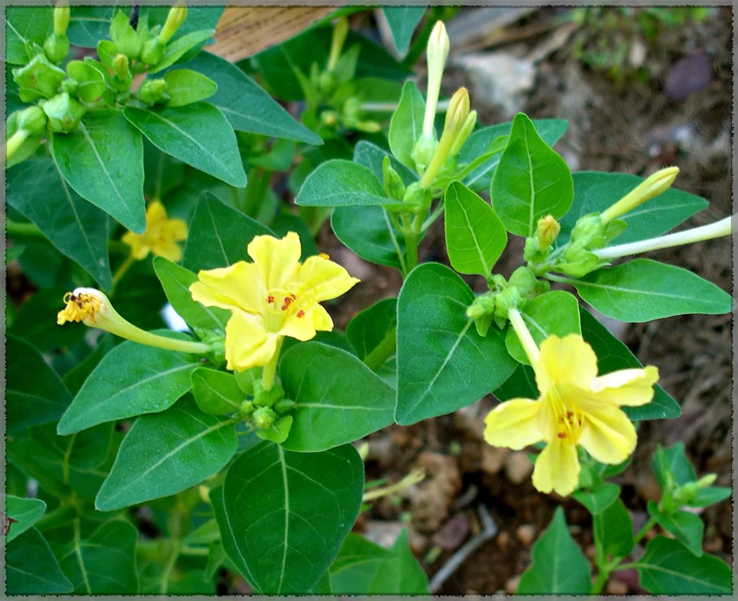 4O Clock/Four O Clock (Mirabilis jalapa/Marvel of Peru) Flower Seeds (Pack of 10+ Seeds) - GardenHunt (Yellow) (B0BCJGXSMP) Amazon Price History, Amazon Price Tracker