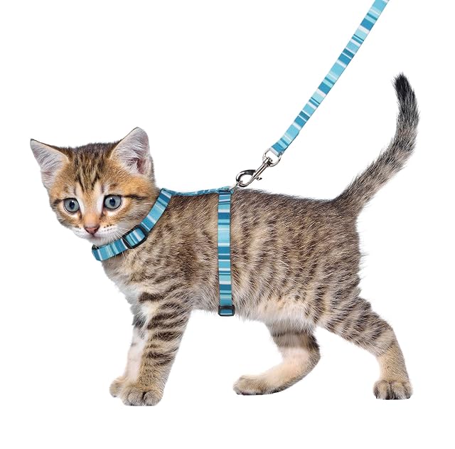 Foto 2 de 6 de Alfriy Kittens Harness + Belt 15-25 cm 10 mm Assorted
