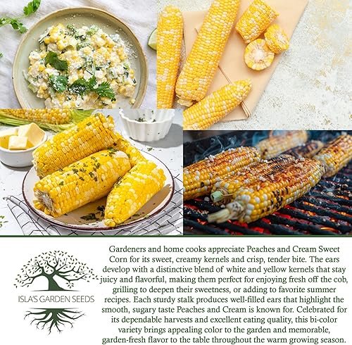 Miniatura 6 de Semillas de maíz dulce bicolor "Melocotones y crema" para plantar, más de 25 semillas por paquete, semillas de jardín de Isla (semillas de jardín de