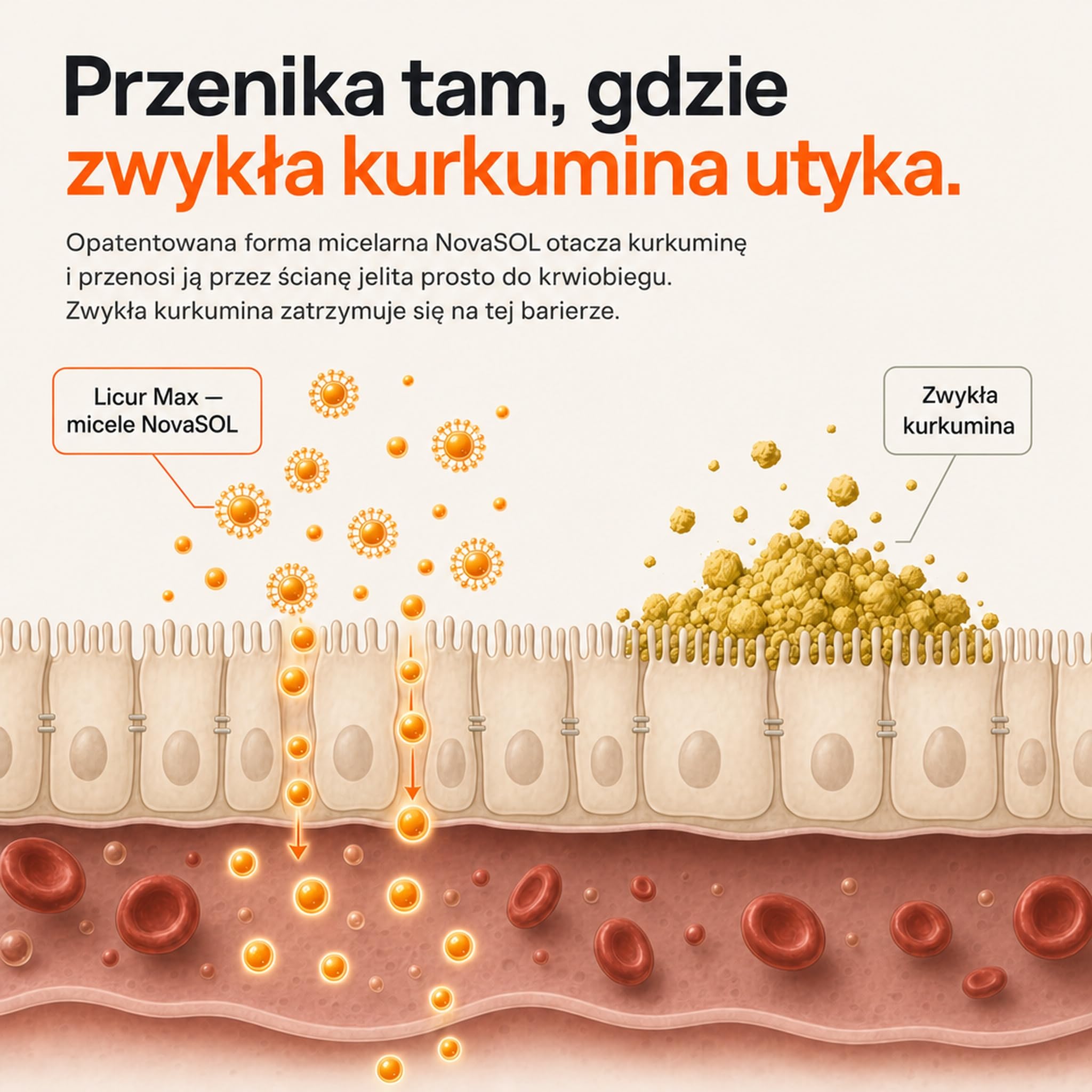 Kurkumina kapsułki wysokodawkowane – 185x wyższa biodostępność – kurkuma NovaSOL micelarny ekstrakt – 1 kapsułka dziennie bez piperyny – wegańskie kapsułki płynne – Licur Max (60 kapsułek, 2 miesiące)