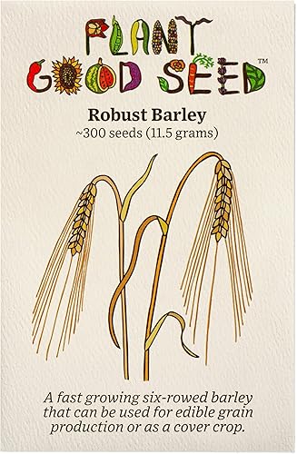 Semillas de cebada robustas Hordeum vulgare  Paquete de 250 unidades orgánicas certificadas sin OMG polinización abierta semillas vegetales sin