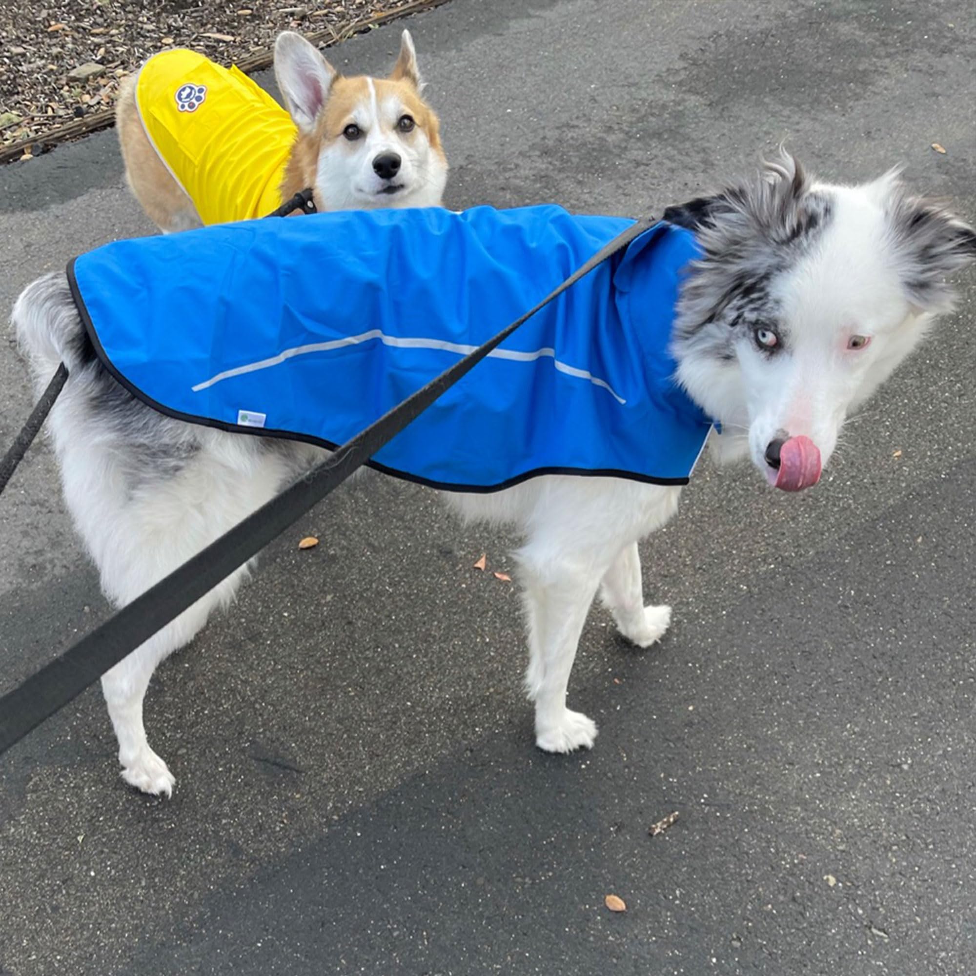 Mile High Life | Cappotto Cane Antipioggia | Impermeabile e Regolabile | Leggero e Catarifrangente | Facile da Indossare (Blu, L)