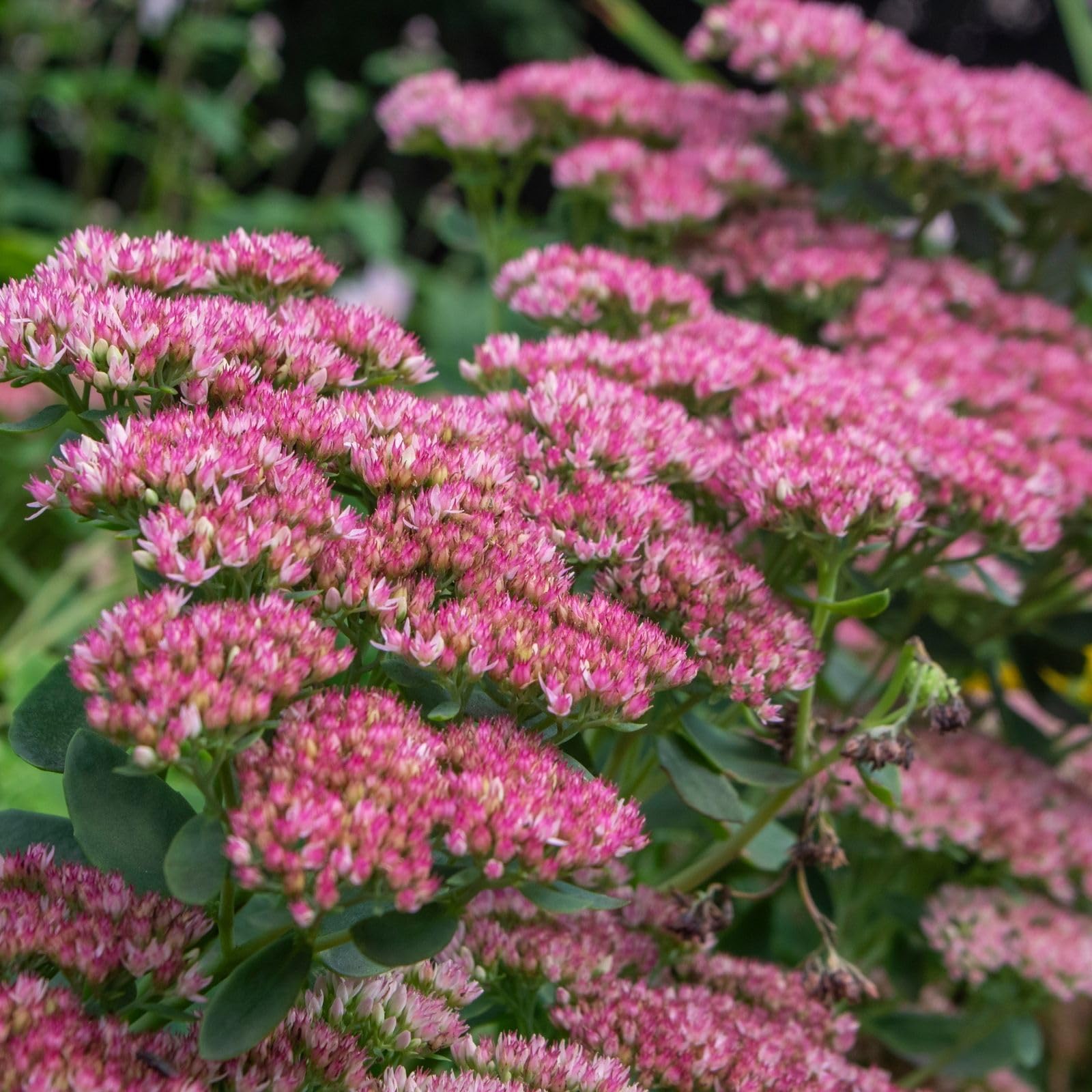 Sedum Autumn Joy by Clovers Garden
