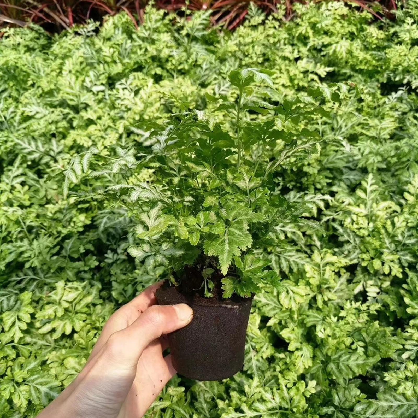 Paquet de 50 éponges de Culture pour Bloc de Semis Hydroponique, éponges de Croissance de Racines, Gousses de Graines, éponges de Démarrage de Graines pour Système de Jardin(DRH TN0415)