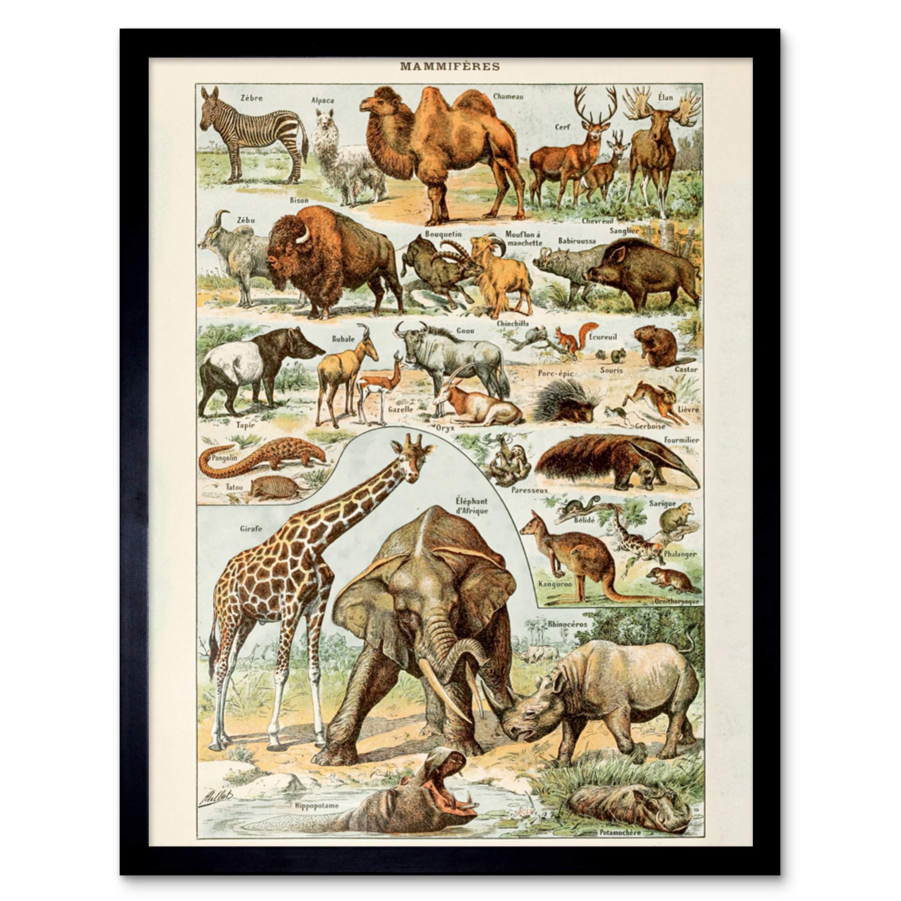 Artery8 Millot Encyclopedia Page Molluscs Shells Art Print Framed Poster Wall Decor 12x16 inch — view 61