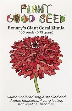 Plant Good Seed Organic Benarys Giant Coral Zinnia Seeds 100 Count | Premium Coral Dahlia-Type Blooms, Four-Inch Flowers on Long Strong Stems, Florist Cut Flower Standard, Heat Loving