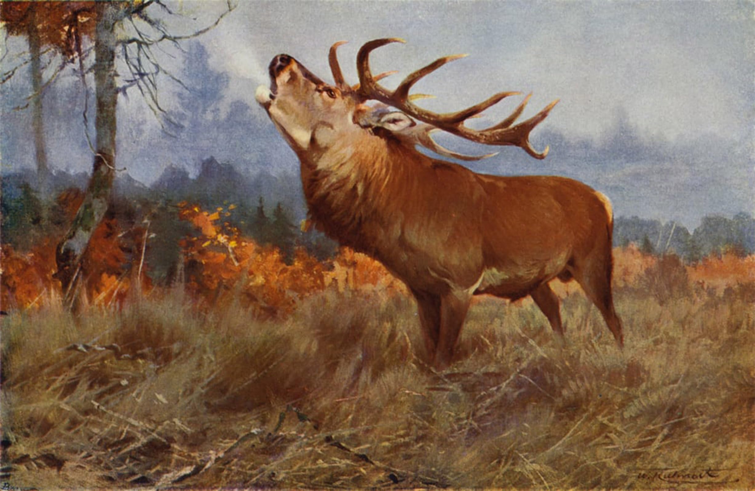 ARTXLXXBN Famous Painting Canvas Artwork Graffiti Print Red Deer by After Wilhelm Kuhnert Portrait Canvas Image for Home Decor 60x90cm