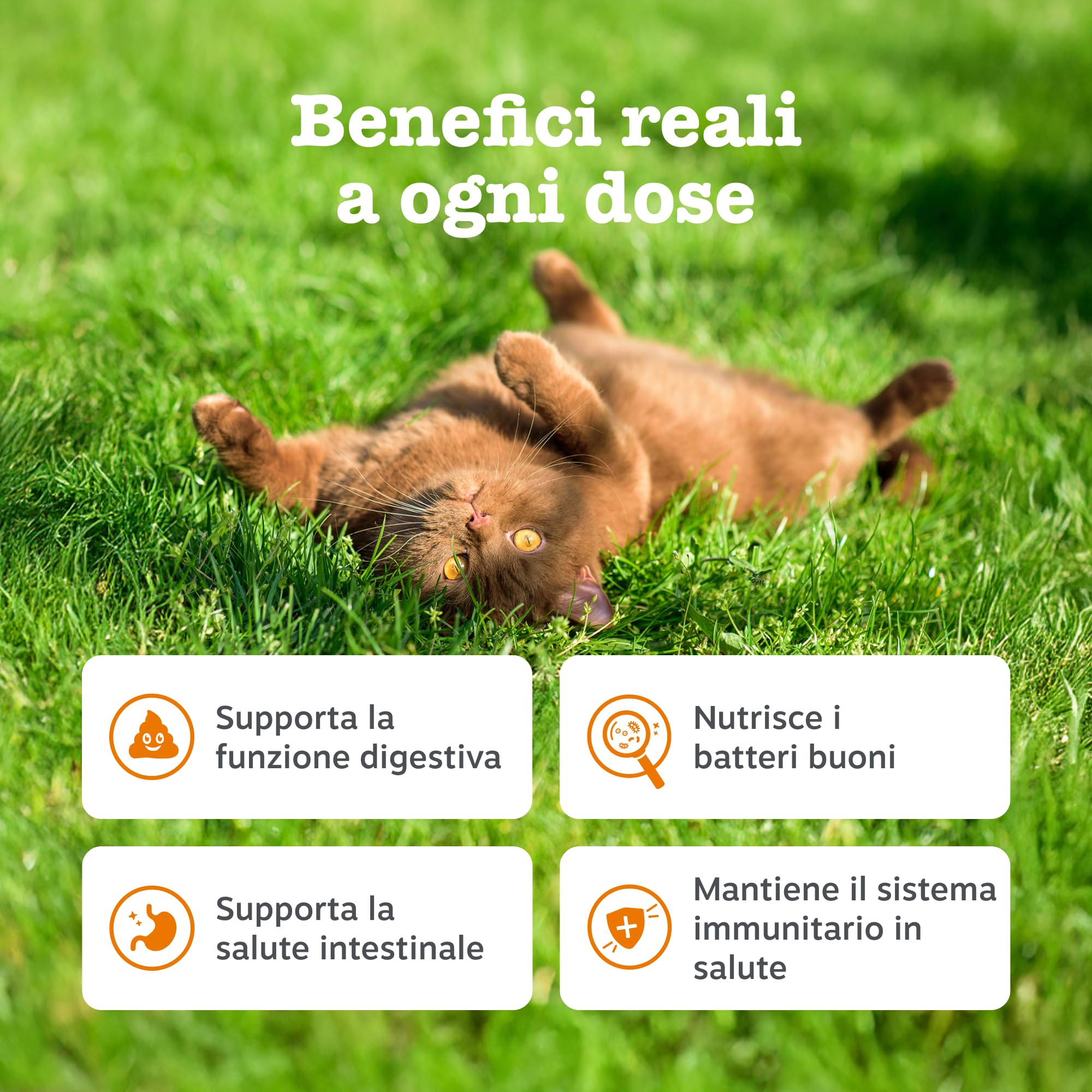 Zesty Paws Digestion & Prebiotic Paste - Digestione - per Gatti – Supporta Salute Intestinale e Sistema Immunitario – con Postbiotici, Inulina, Olio Algale e Vitamine C ed E – Gusto Pesce – 75g