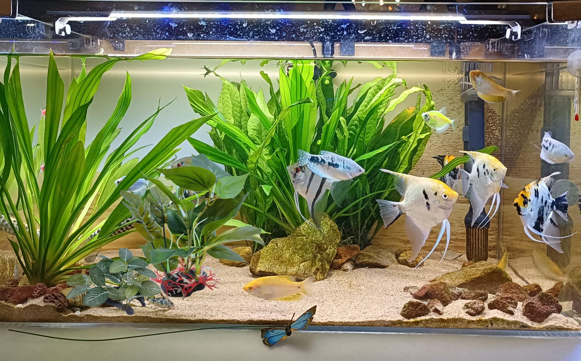 M2cbridge - 2 piante artificiali per acquario in seta, piante acquatiche per acquario, erba d'acqua decorativa da primo piano (2 pezzi (alta e bassa))