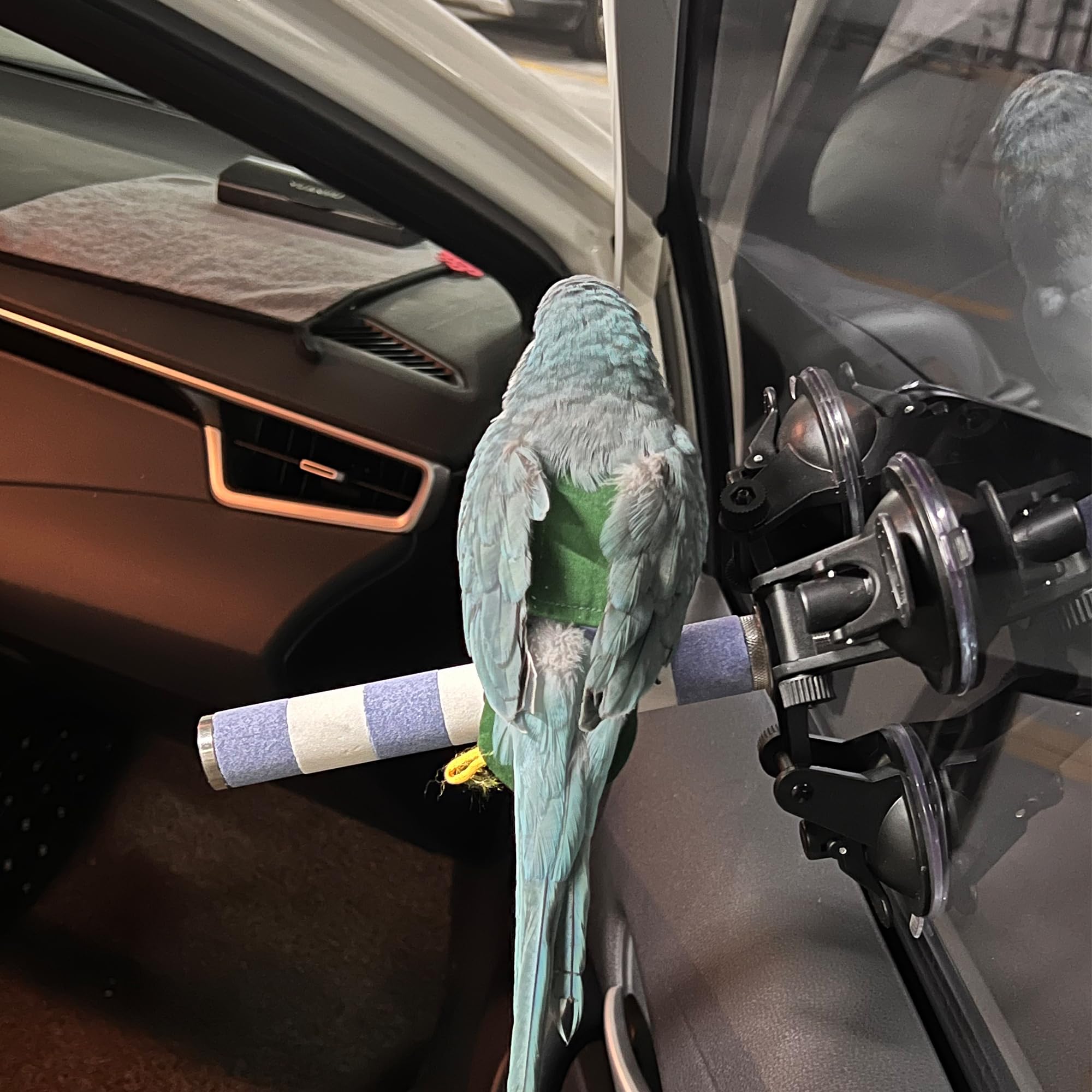 Amazon | 止まり木インコ 3つの強力な吸盤(落ちません) 自然コショウの