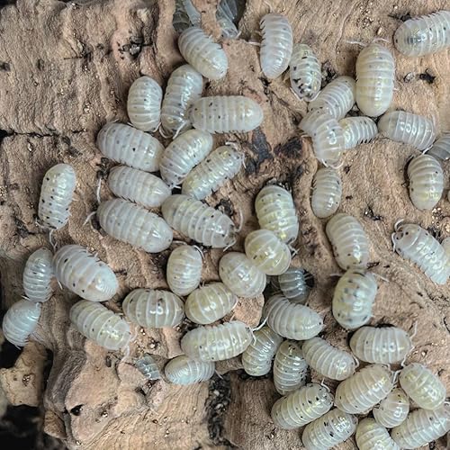 Armadillidium Vulgare American Magic Potion Isopods 10 Count Live Roly Poly Insect Pet Food Clean Up Crew for Terrarium Reptile