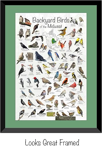 Vista 2 de Where's Wildlife Póster de identificación de aves en el patio trasero de la región del medio oeste de América del Norte, Gran guía de campo