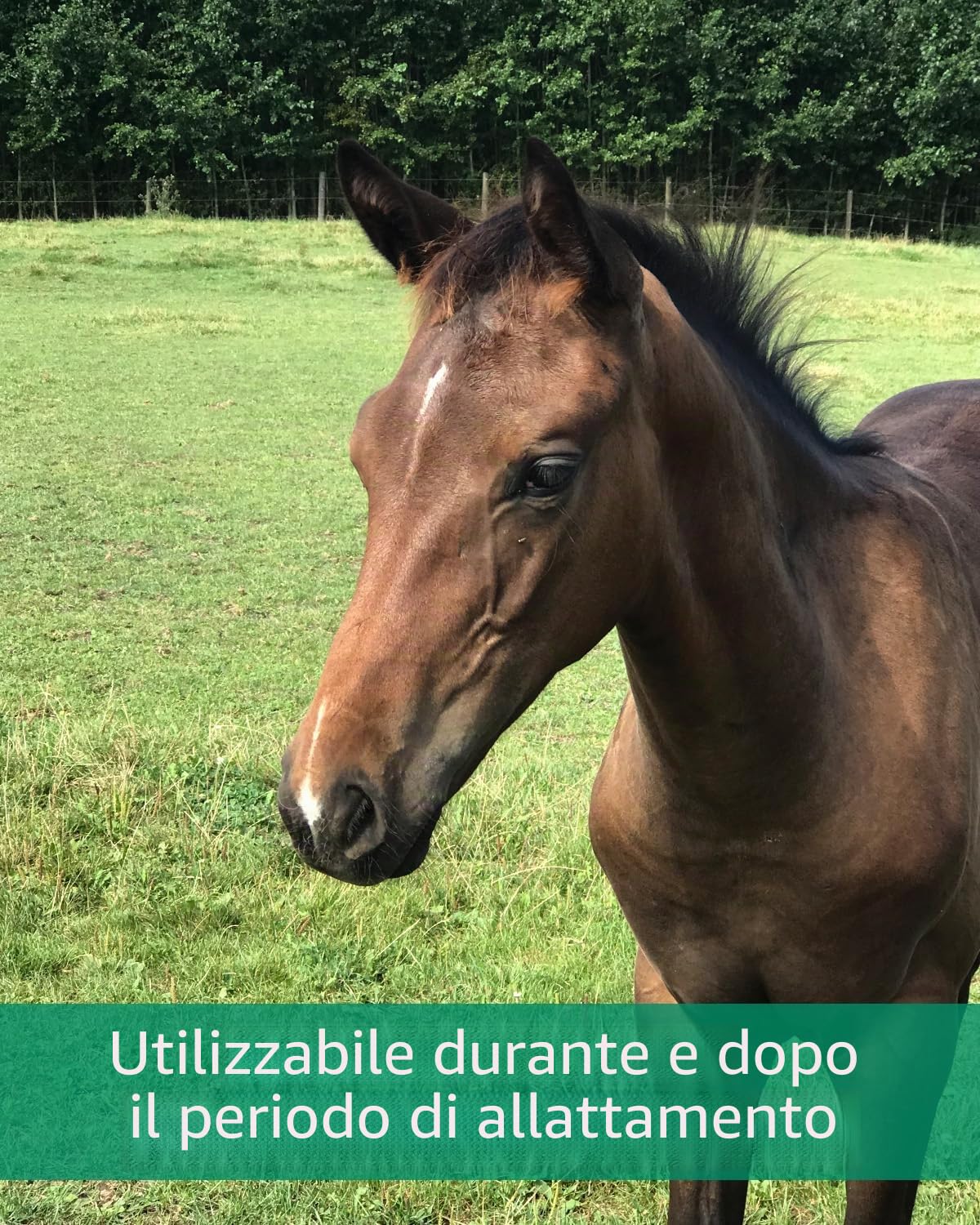 EQUISTRO® Mega Base Junior | Mangime complementare per cavalli | Per una fornitura equilibrata di nutrienti di puledri in crescita | 1 l