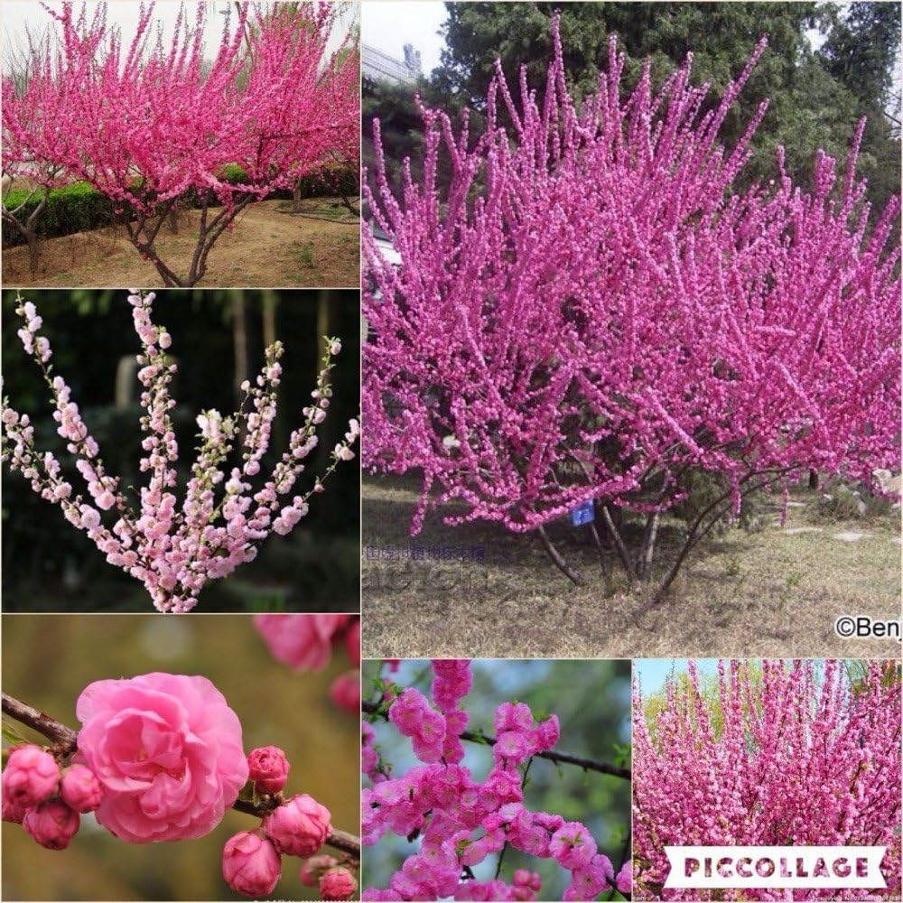 Nianyan 15 seeds-Prunus triloba seed, Rehmannia glutinosa, Potted planting, Flowering Plum Tree Flower Seeds, flowering plants