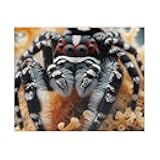 Bold Jumping Spider Jigsaw Puzzle Made in USA - Urban and Natural Areas of North America