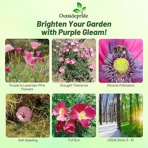 Miniatura 2 de Outsidepride Poppy California Purple Gleam Wild Flower Seeds - 5000 semillas