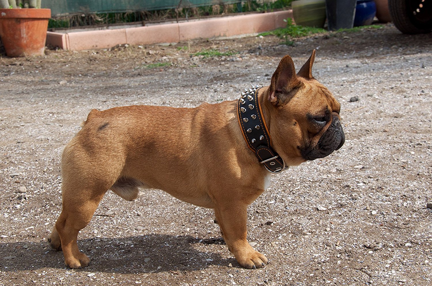 Collar Bestia Frenchie con Puntas. | Talla XL- para un cuello de 57.5 a 65 cm, Cuero Auténtico, para razas grandes y medianas, Negro & Rosa