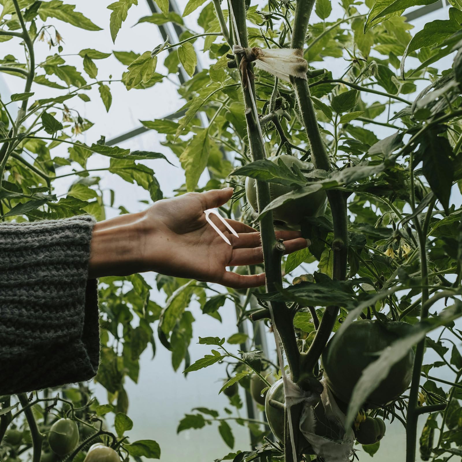 Angoily 1 Jeu de Tuteurs pour Plantes d'intérieur - Fourches à Planter Les fraisiers pour la Terre et Le Jardin - Clips de Fixation pour tiges de Jardin - Tuteurs en Plastique - Fournitures de