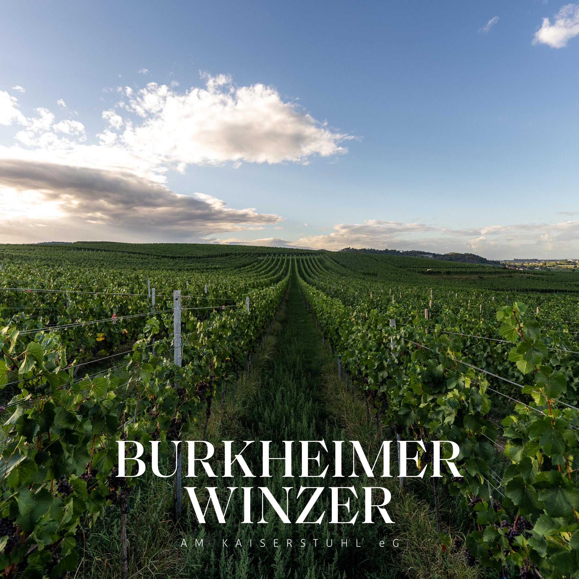 Burkheimer Spätburgunder trocken Grande Reserve - Rotwein Auslese aus dem Schlossgarten mit Kirsch- & Waldbeeraromen - Stolz Kollektion - vom Kaiserstuhl (3 x 0,75l)