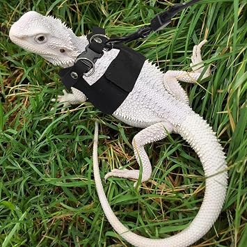 3PCS Bearded Dragon Harness and Leash Set | 3 Size Adjustable Reptile Leash