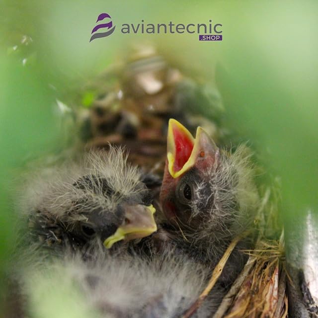 Foto 4 de 4 de Aviantecnic Papilla Embuche Canarios