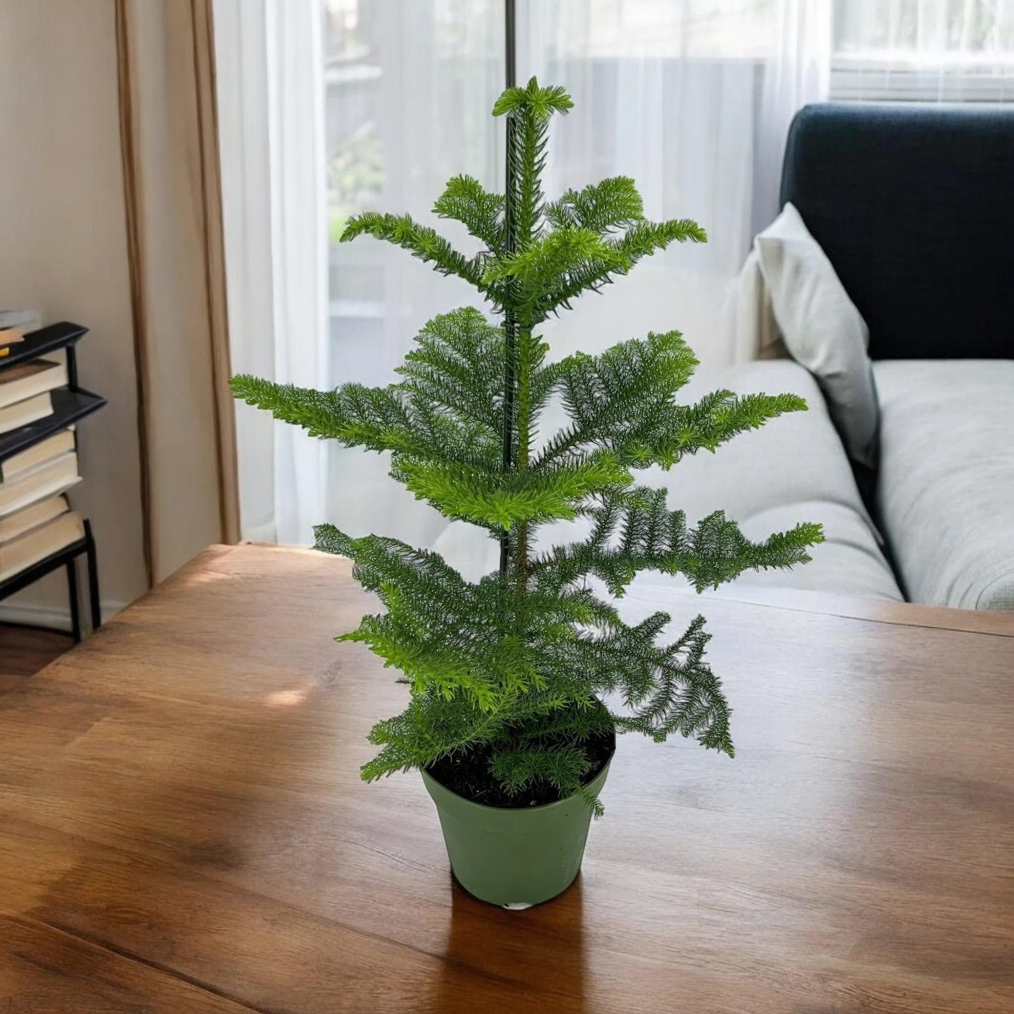 Araucaria Pianta da Interno Ornamentale, Verde, 100 cm, Vaso 21