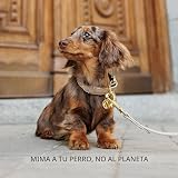 Ver la foto 7