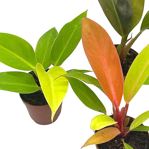 Miniatura 4 de BubbleBlooms Philodendron Surtido Set, macetas de 2 pulgadas, 4 diferentes plantas de casa imperiales Philo