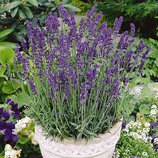 Sponsored Ad - David's Garden Seeds Herb Lavender Vera 1199 (Purple) 200 Non-GMO, Heirloom Seeds