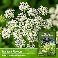 Vista 4 de Survival Garden Seeds - 1 Pack Anise Seed for Planting with Instructions to Grow Aniseed in Your Home Herb Garden - Non-GMO Heirloom - Medicinal and