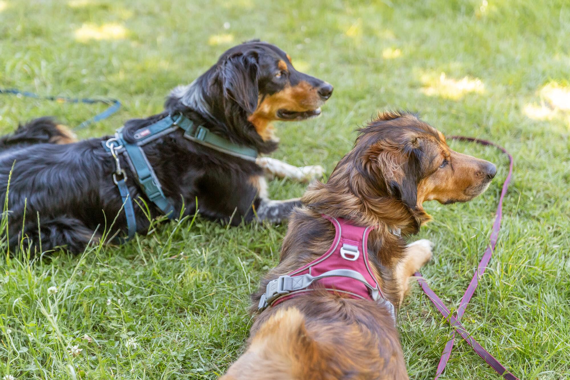 TRIXIE Longe solide pour chien – Pétrole – Taille L–XL: 15 m/17 mm