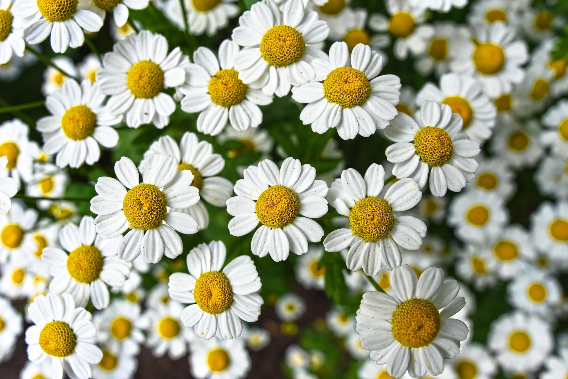 700 Samen Teppichkamille Kamille Duftkamille Anthemis nobilis trittfest