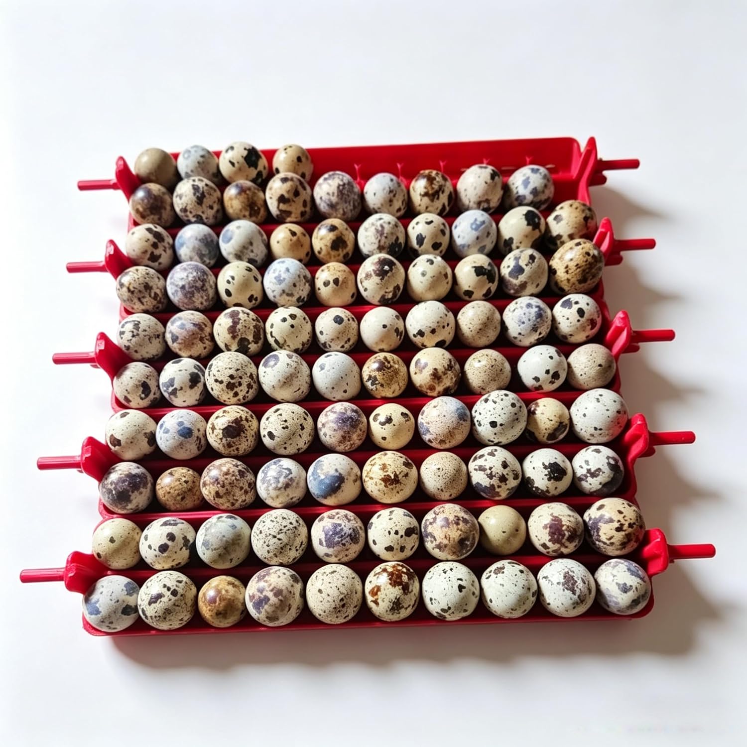 Quail Egg Basket for Maticoopx 30 & Kufika 24 Incubator – Holds 20 Quail Eggs, Replacement Egg Basket for Coturnix Quail Eggs (Mint Green)