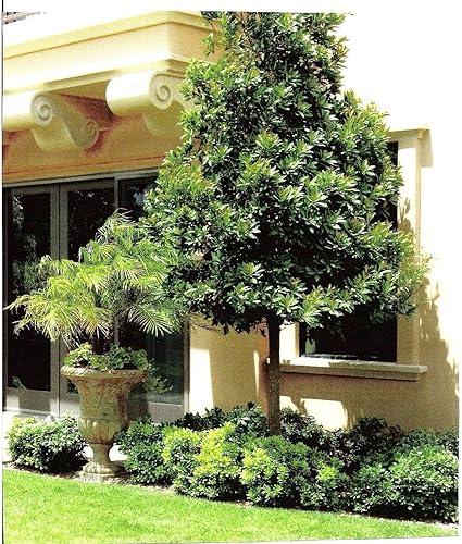 Miniatura 4 de Arándano japonés  3 árboles vivos  Elaeocarpus Decipiens  Planta de cribado de privacidad de hoja perenne