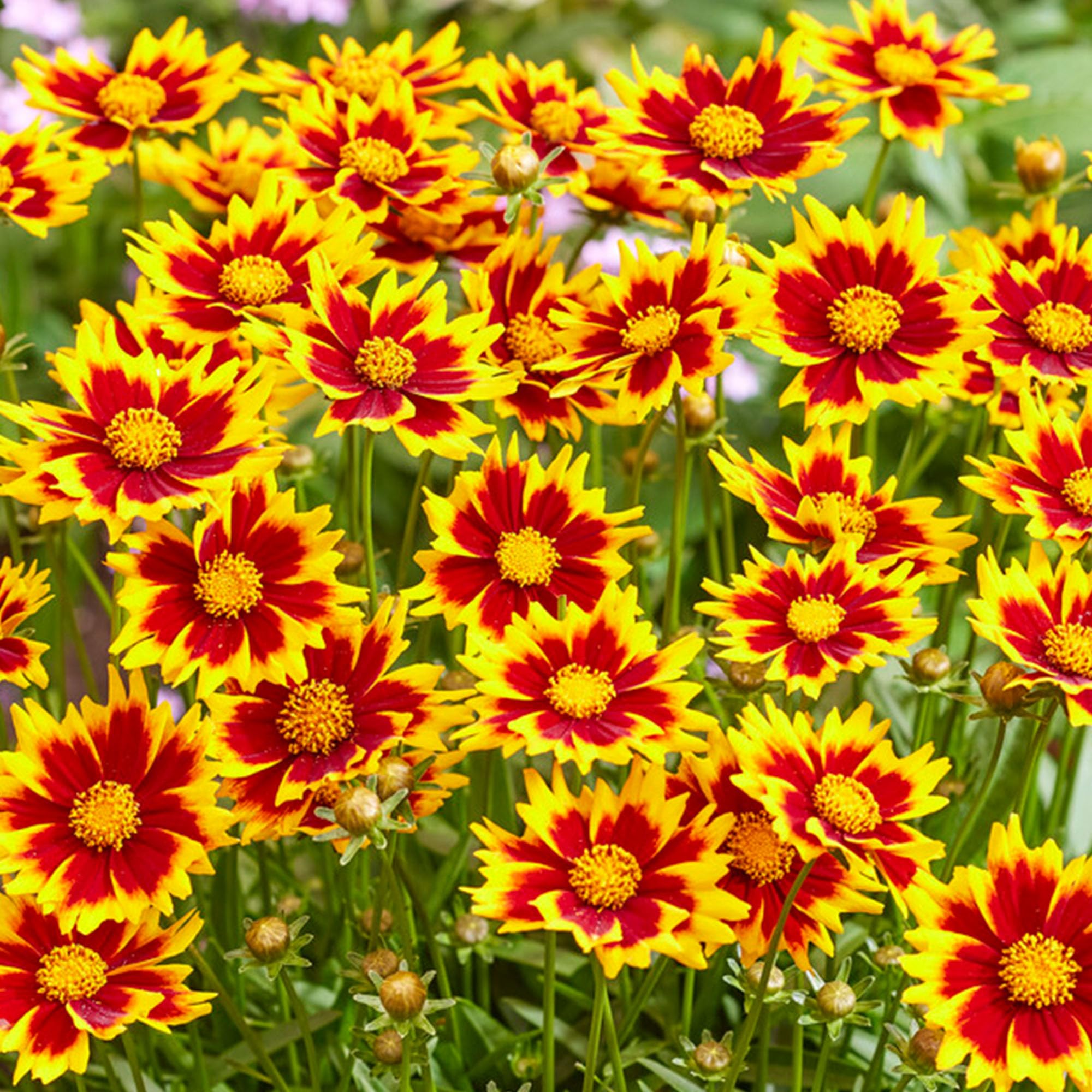 Coreopsis Solar Jewel Tickseed - Outdoor Flowering Plant - Hardy Perennial for Borders and Containers - Attracts Bees and Butterflies - Low Maintenance Drought Tolerant Plant (9 cm Pot, 10-20 cm)