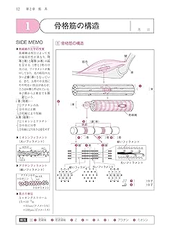 理学療法士・作業療法士 PT・OT基礎から学ぶ 生理学ノート 第3版