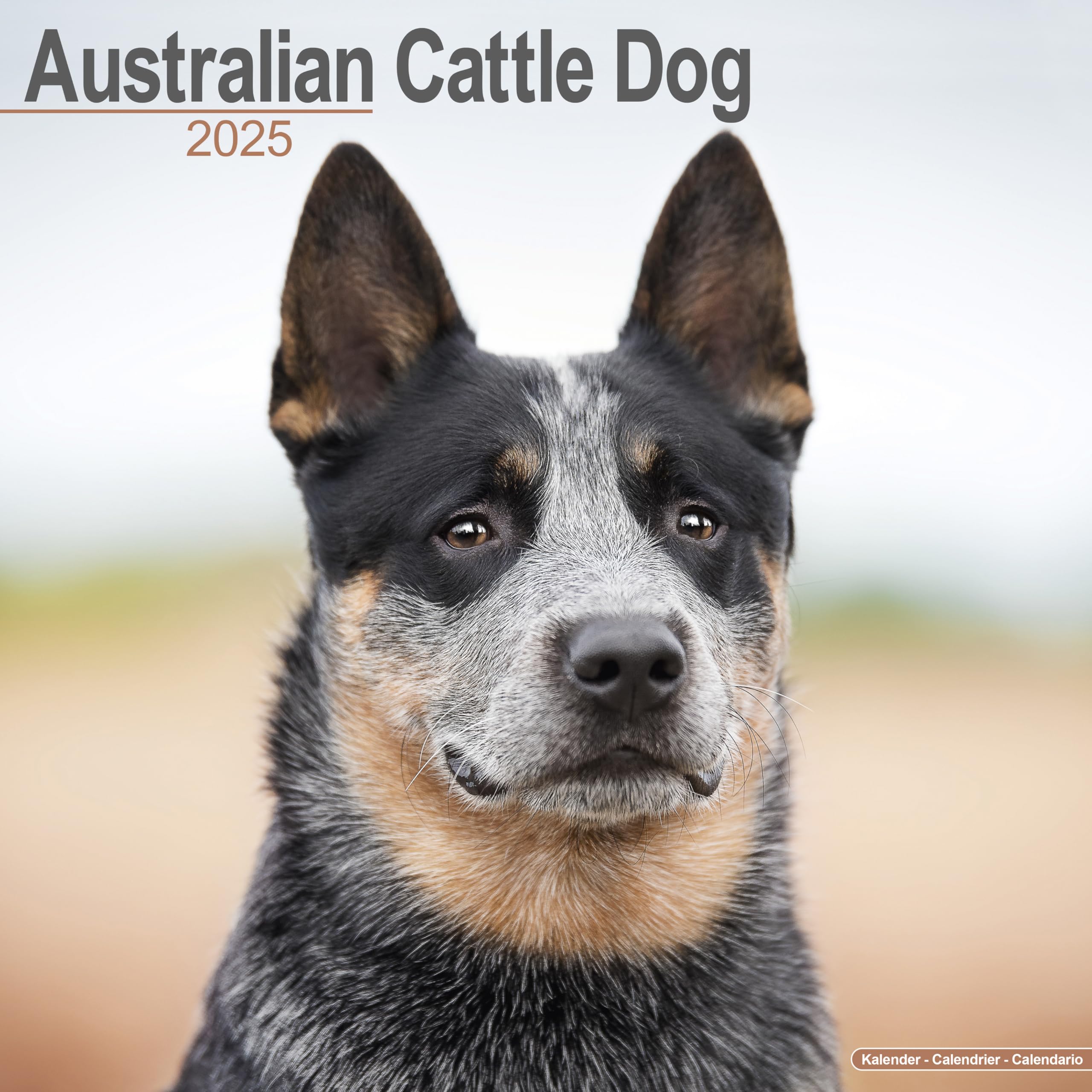 Australian Cattle Dog 2025 Square Wall Calendar | Dog Breed Calendar