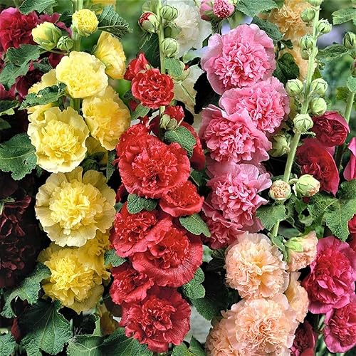 Miniatura 2 de 100 semillas de malvarreal doble rosa radiante - colores mezclados, no transgénicos, herencia de jardín resistente bienal, flores vibrantes y altas