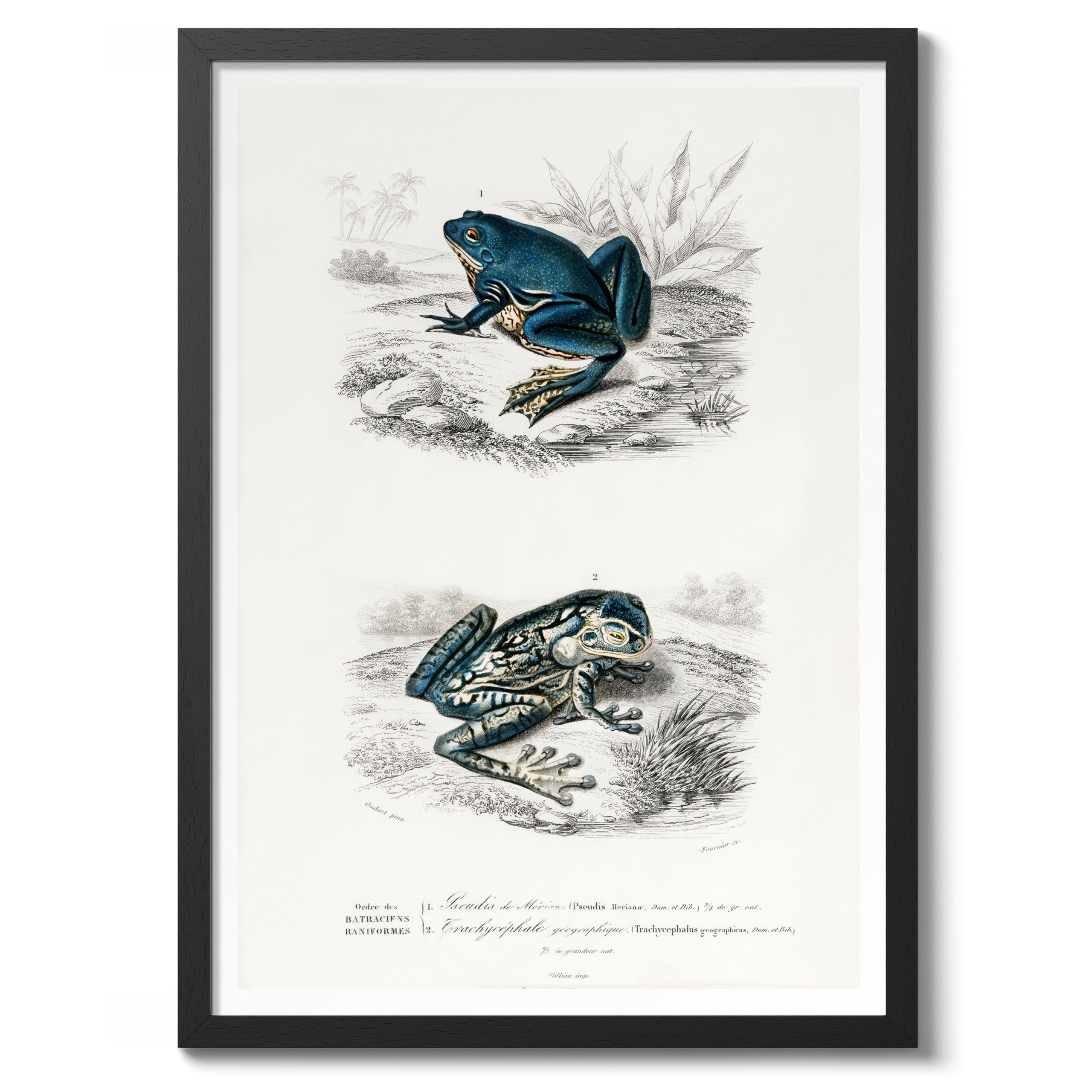 Tree Frogs Charles Dessalines D'Orbigny Poster, Vintage Botanical Prints, Encyclopedia Retro Wall Art Home Decor, Archival Matte, A2 (Black Frame) - 59.4x42cm โ image 1