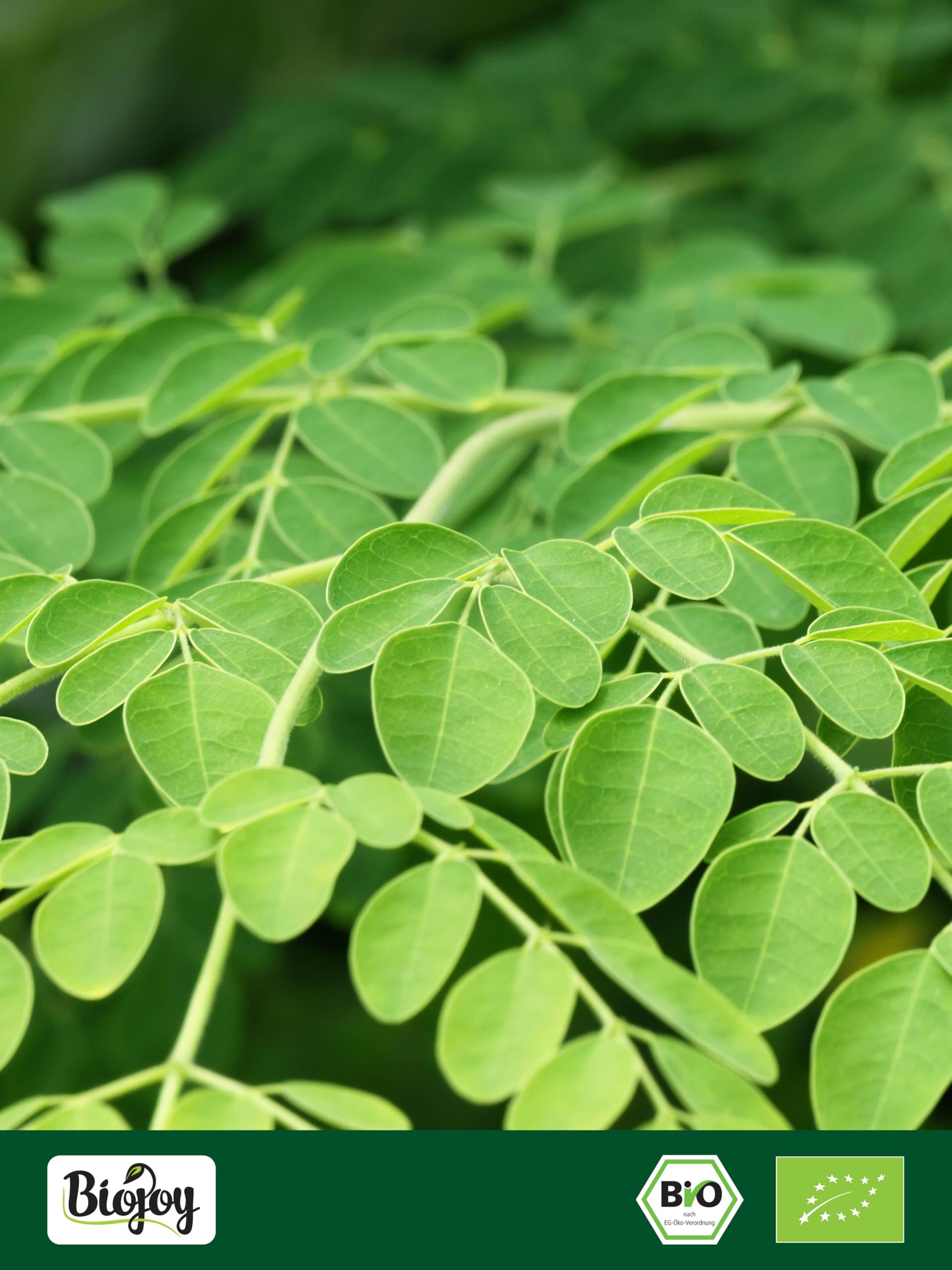 Biojoy Moringa en Polvo Ecológica (1 kg), hojas molidas para té o batidos (Moringa oleifera Lam.)