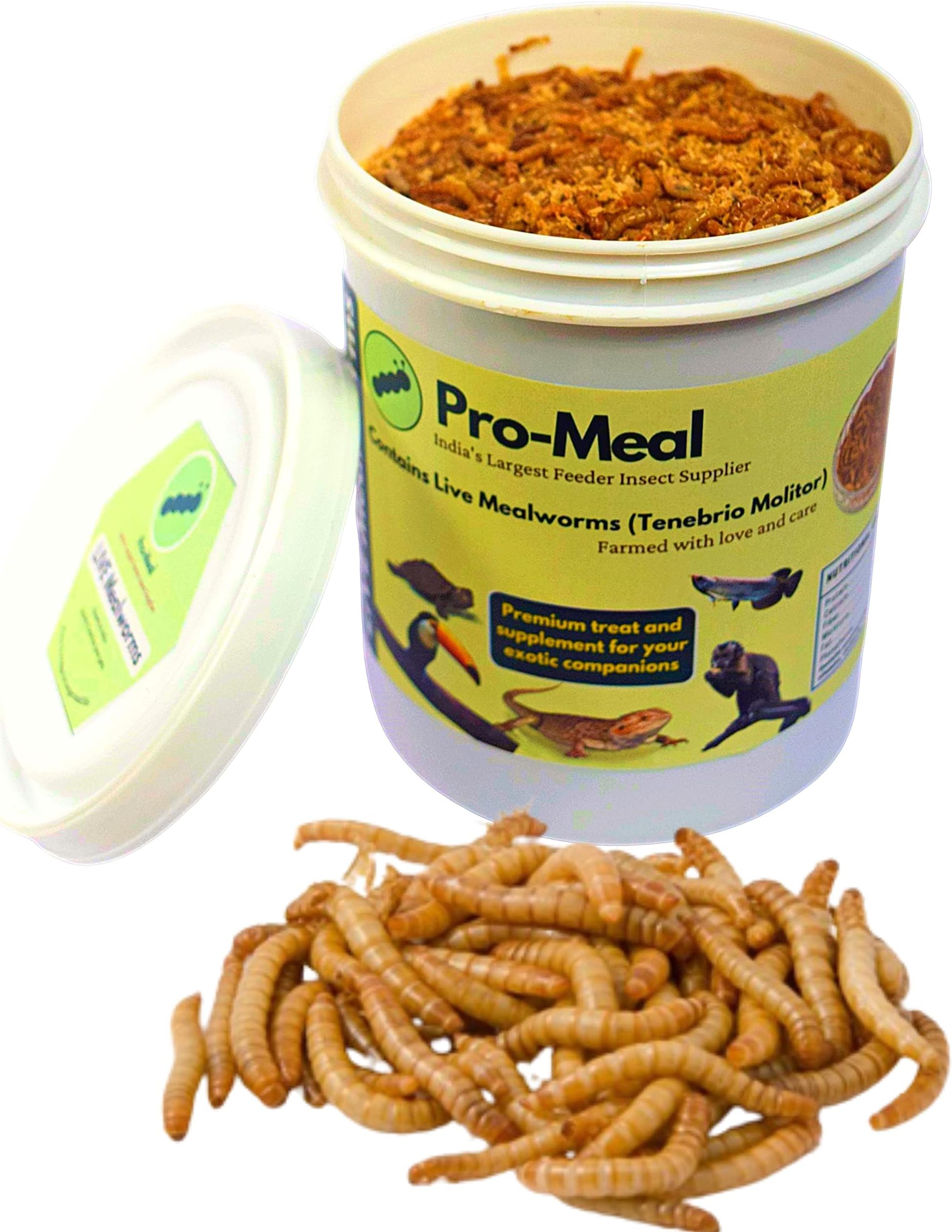 Larvae Live Mealworms - High Protein Treat Food for Aquarium Fishes Like Flowerhorn, Arowana, and Birds, Reptiles, Monkeys and Other Pets of All Life Stages (500 Larvae)