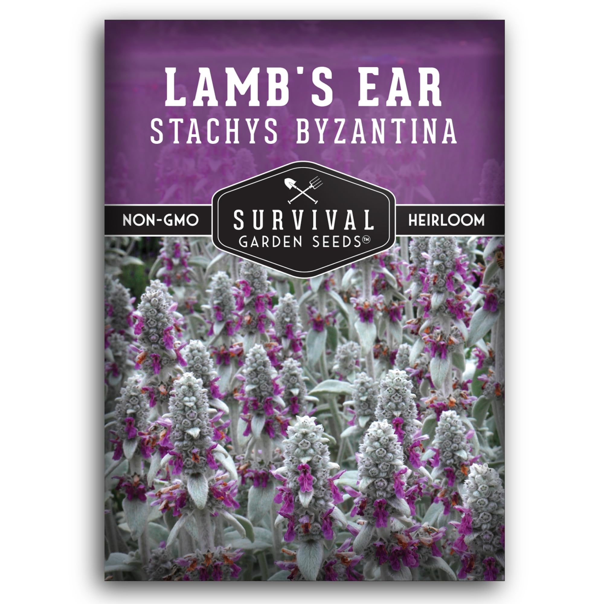 Lamb's Ear Seeds for Planting - 1 Packet with Instructions to Plant & Grow Lambs Ear Plant, Shade & Drought Tolerant Wooly Betony in Your Home Garden