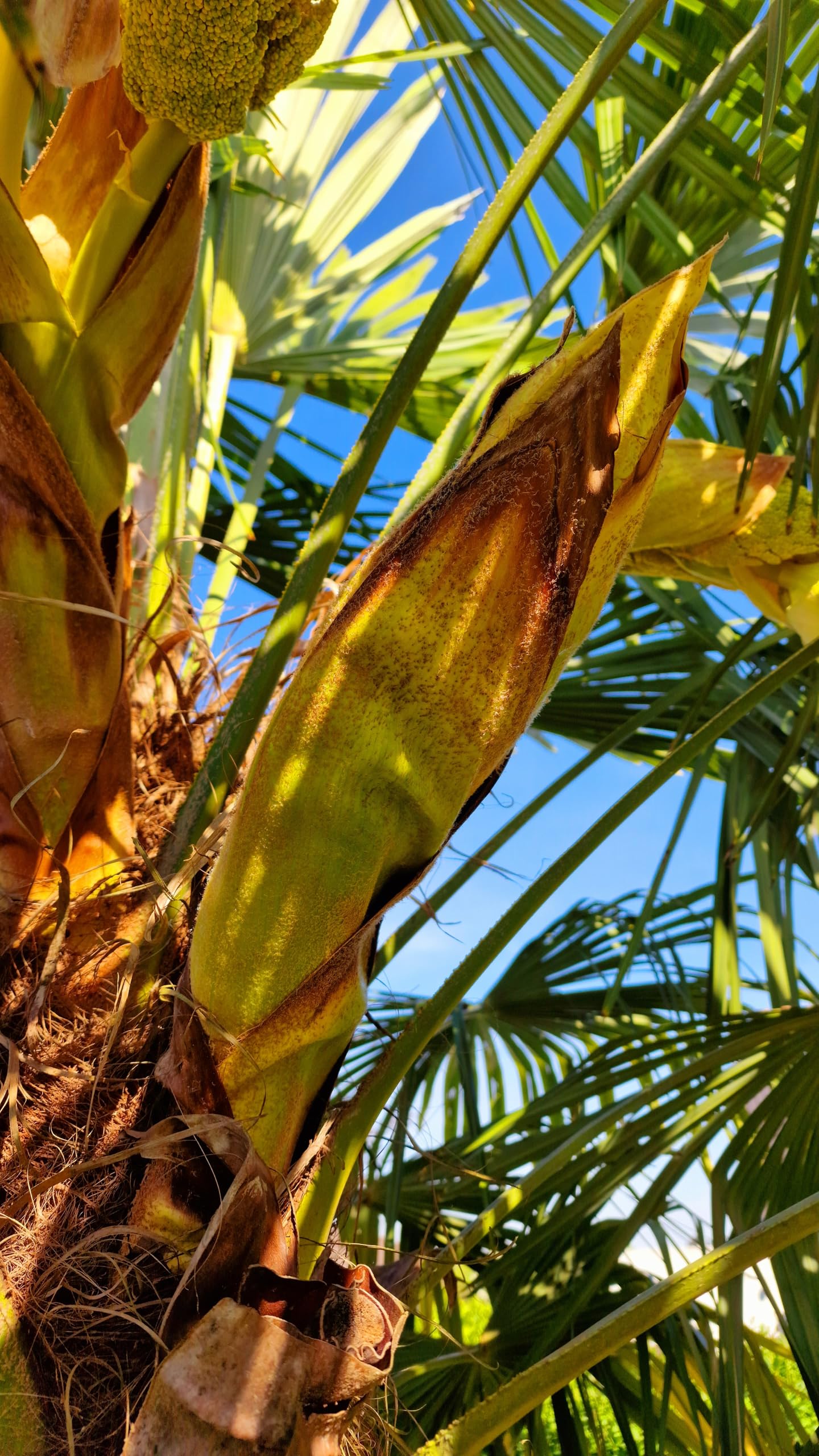 Palmenbrder "Der Dnger" - Mediterraner Dnger - Palmendnger -  Olivendnger - Zitrusdnger 1kg : Amazon.de: Garten