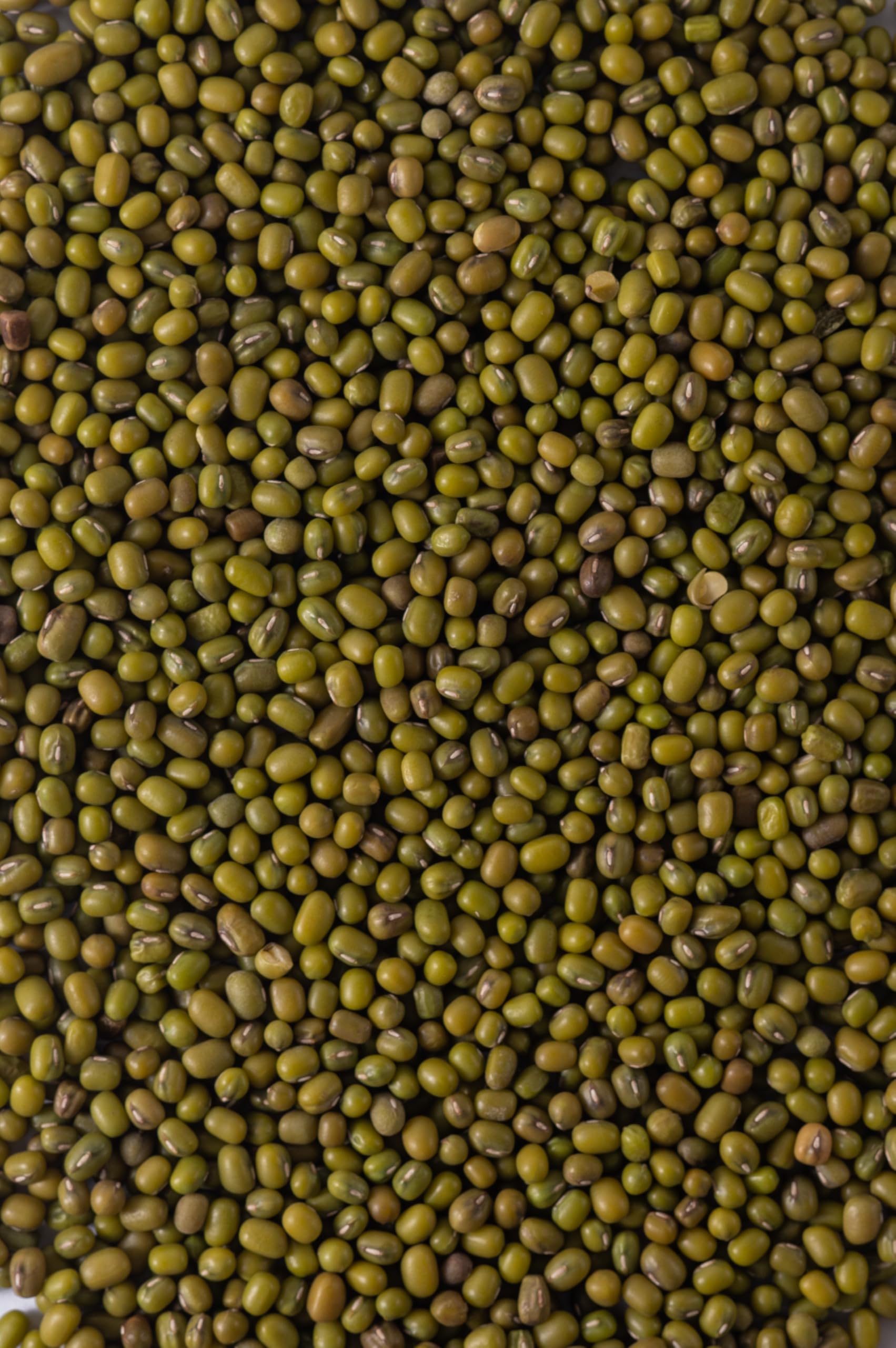 Biojoy Haricots Mungo BIO (2,5 kg), séchés et entières, sans additifs