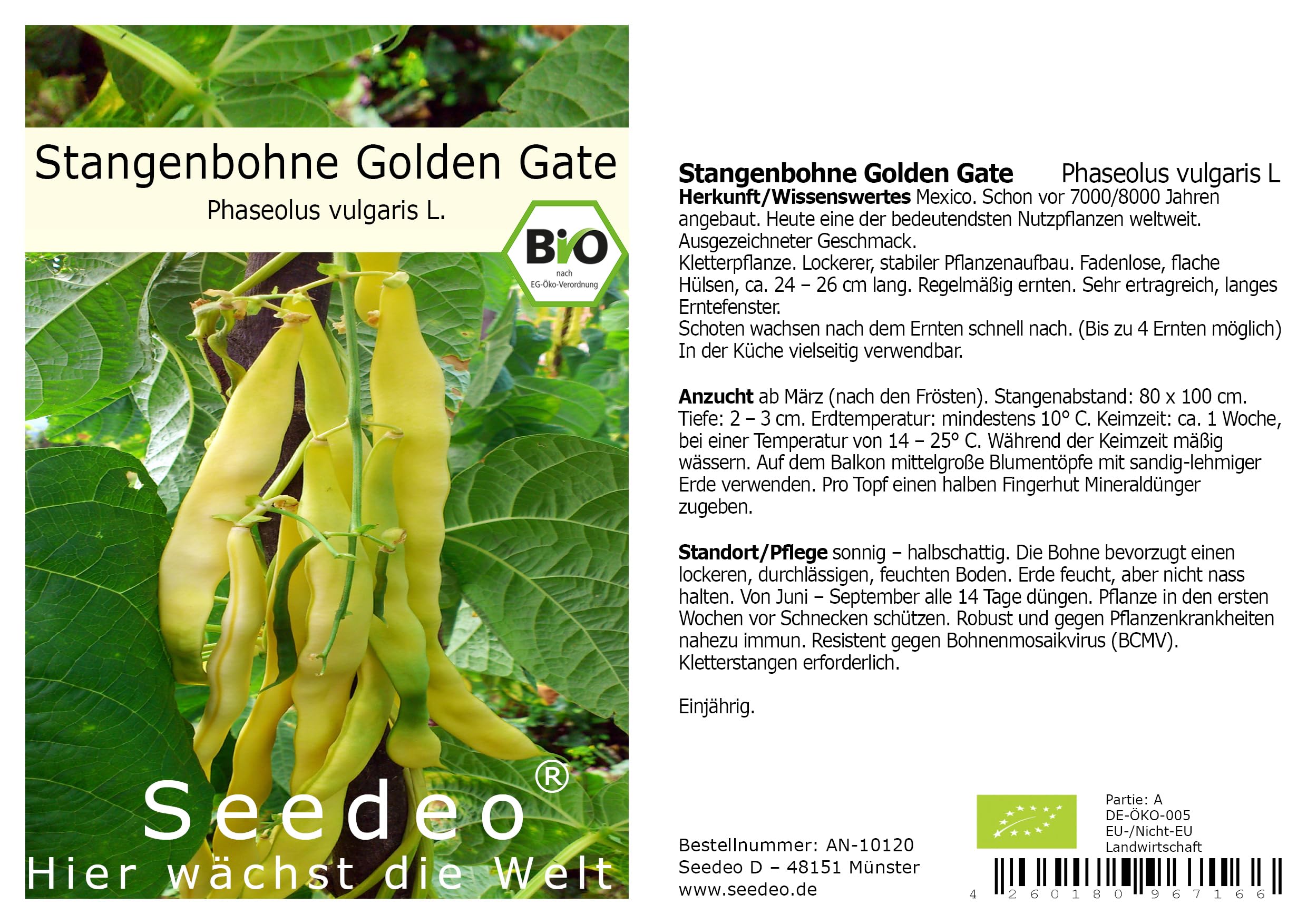 BIO-Bohnensamen Golden Gate – Gelbe Stangenbohne, Fadenlos, Für Ca. 60 Pflanzen, Resistent Gegen Mosaikvirus