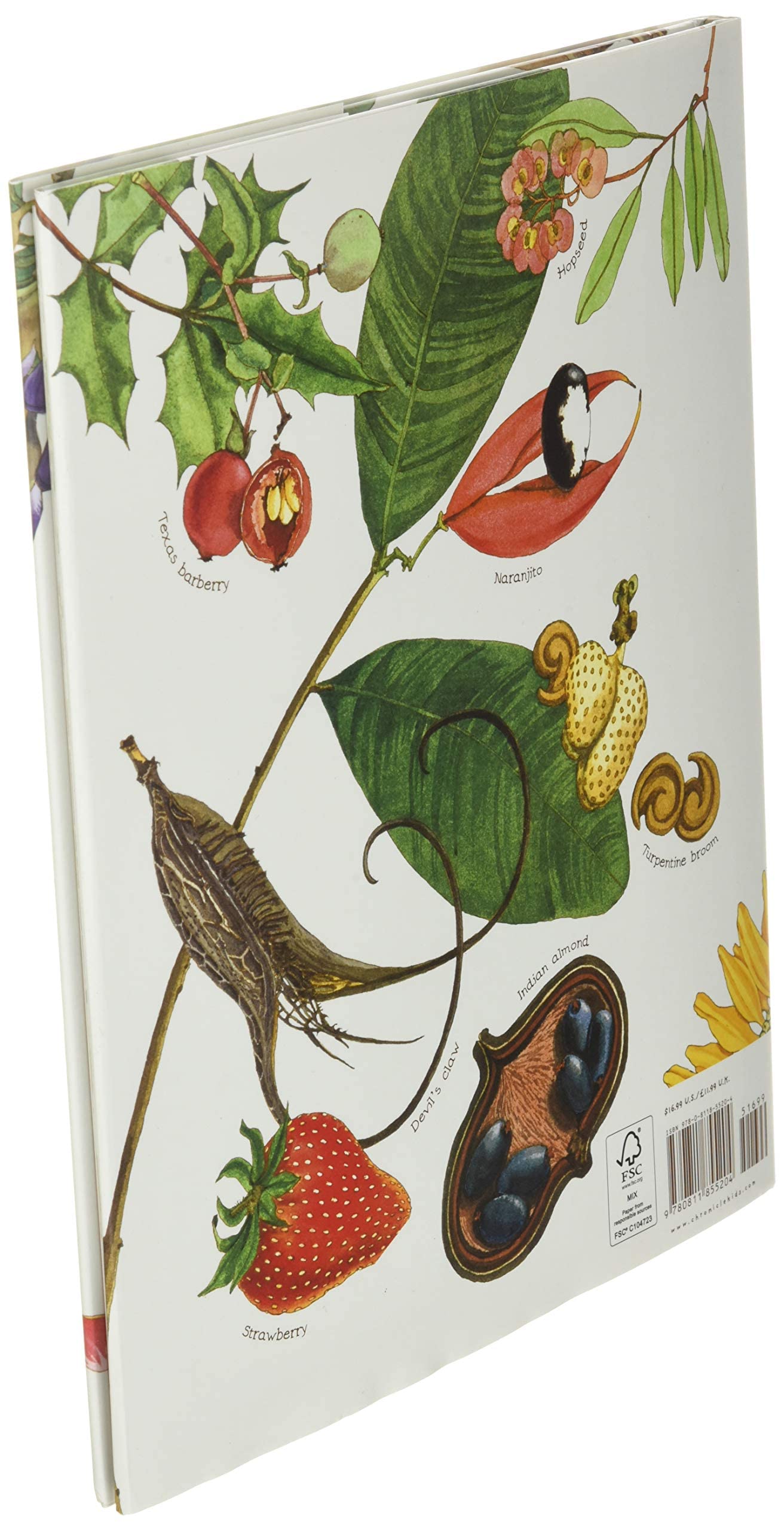 A Seed Is Sleepy (Sylvia Long) - Image 4